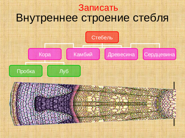 Записать Внутреннее строение стебля Стебель Сердцевина Камбий Древесина Кора Пробка Луб Такое количество функций, которые выполняет стебель, возможно только при сложном внутреннем строении. Вот наш микроскоп, а вот срез молодой ветки дерева. Рассмотрим ветку, которой 2-3 года. Смотрите, слушайте и запоминайте. Стебель взрослого растения состоит из следующих слоев клеток:  кора (состоит из пробки и луба);  камбий;  древесина;  сердцевина.