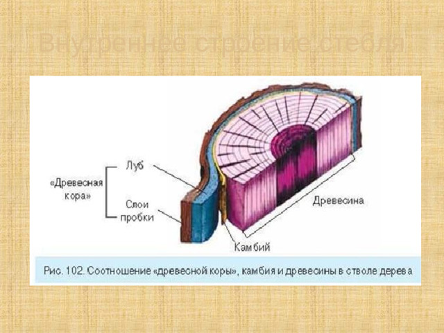 Внутреннее строение стебля