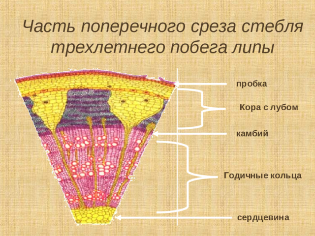 Часть поперечного среза стебля трехлетнего побега липы пробка Кора с лубом камбий Годичные кольца сердцевина