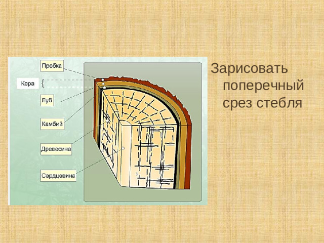 Зарисовать поперечный срез стебля