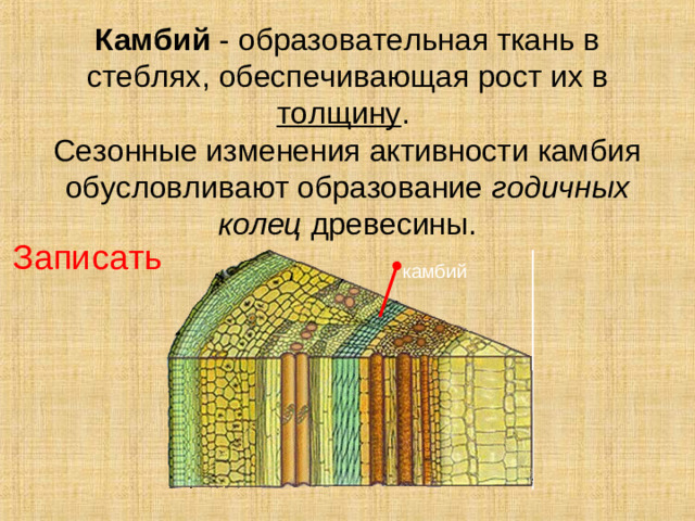 Камбий - образовательная ткань в стеблях,  обеспечивающая рост их в толщину .  Сезонные изменения активности камбия обусловливают образование годичных колец  древесины. Записать камбий Если снять кору, вместе с которой снимется и слой луба, на поверхности оголенной ветки окажется влага. Что это? Это мы с тобой повредили нежные клетки камбия. Камбий тонким слоем располагается между лубом и древесиной. Часто его толщина – всего один слой клеток. Камбий обеспечивает образование новых клеток луба и древесины, именно таким образом стебель растет в толщину.