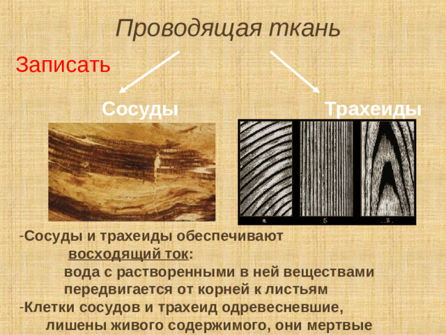 Проводящая ткань Записать Сосуды     Трахеиды Сосуды и трахеиды обеспечивают   восходящий ток :   вода с растворенными в ней веществами  передвигается от корней к листьям Клетки сосудов и трахеид одревесневшие,  лишены живого содержимого, они мертвые