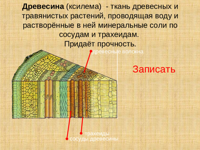 Древесина (ксилема) - ткань древесных и травянистых растений, проводящая воду и растворённые в ней минеральные соли по сосудам и трахеидам.  Придаёт прочность. древесные волокна Записать За слоем камбия располагается древесина. Она, как и луб, состоит из разных клеток. Древесина образует наибольшую по размеру часть стебля. Основной 