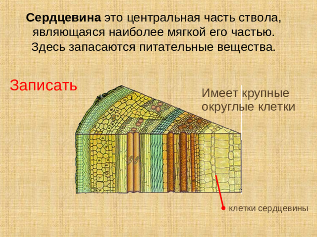 Сердцевина это центральная часть ствола, являющаяся наиболее мягкой его частью.  Здесь запасаются питательные вещества. Записать Имеет крупные округлые клетки Самое большое количество питательных веществ запасают в стебле клетки сердцевины. Сердцевина образована крупными клетками, которые имеют тонкие оболочки. Клетки расположены рыхло. клетки сердцевины