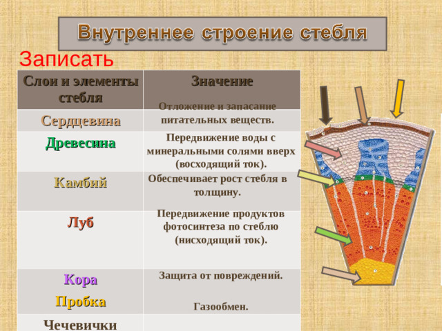 Записать Слои и элементы стебля Сердцевина Значение Древесина Камбий     Луб Кора    Пробка Чечевички Отложение и запасание питательных веществ. Передвижение воды с минеральными солями вверх (восходящий ток). Обеспечивает рост стебля в толщину. Передвижение продуктов фотосинтеза по стеблю (нисходящий ток). Защита от повреждений. Газообмен.