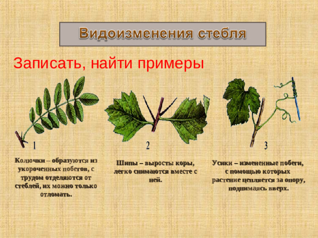 Записать, найти примеры Колючки – образуются из укороченных побегов, с трудом отделяются от стеблей, их можно только отломать. Шипы – выросты коры, легко снимаются вместе с ней. Усики – измененные побеги, с помощью которых растение цепляется за опору, поднимаясь вверх. 31