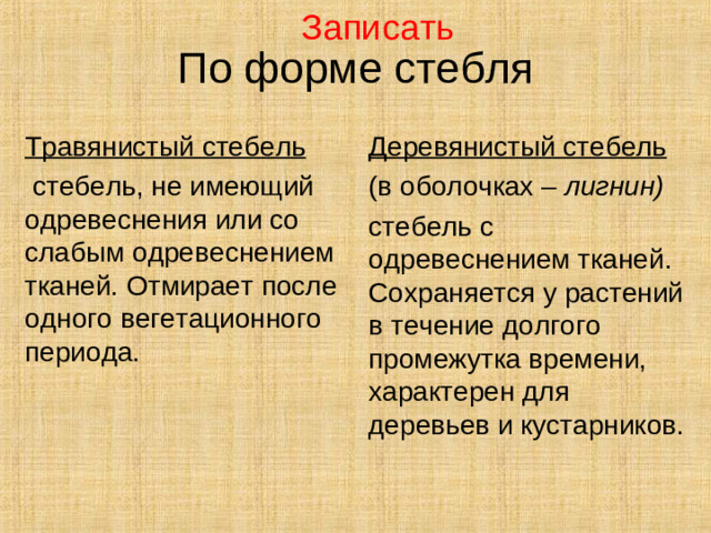 Записать По форме стебля Травянистый стебель  стебель, не имеющий одревеснения или со слабым одревеснением тканей. Отмирает после одного вегетационного периода. Деревянистый стебель (в оболочках – лигнин) стебель с одревеснением тканей. Сохраняется у растений в течение долгого промежутка времени, характерен для деревьев и кустарников.