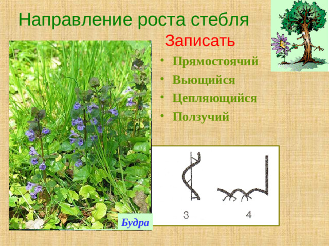 Направление роста стебля Записать По расположению в пространстве Прямостоячий Вьющийся Цепляющийся Ползучий Горох Подсолнечник Луносемянник Будра