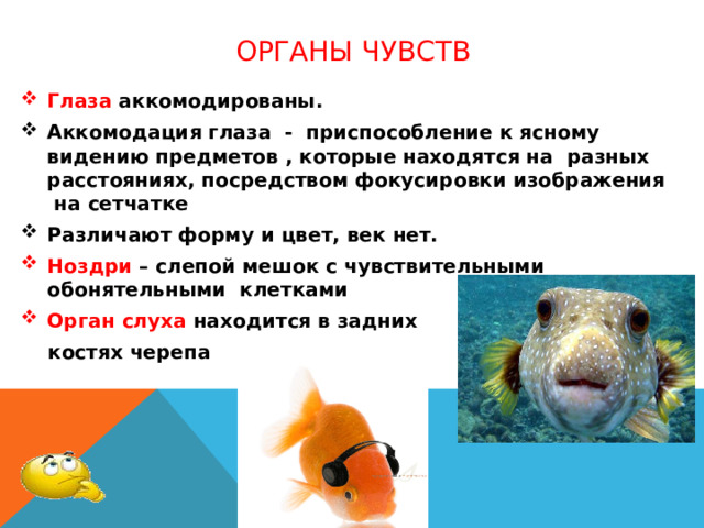 Органы чувств Глаза аккомодированы. Аккомодация глаза - приспособление к ясному видению предметов , которые находятся на разных расстояниях, посредством фокусировки изображения на сетчатке Различают форму и цвет, век нет. Ноздри – слепой мешок с чувствительными обонятельными клетками Орган слуха находится в задних  костях черепа