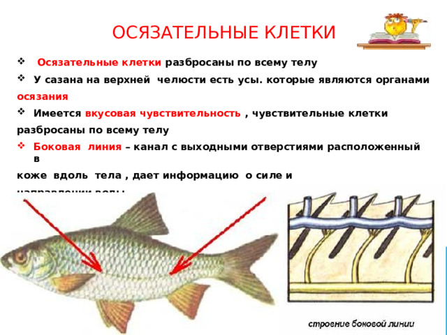 Осязательные клетки  Осязательные клетки разбросаны по всему телу У сазана на верхней челюсти есть усы. которые являются органами осязания Имеется вкусовая чувствительность , чувствительные клетки разбросаны по всему телу Боковая линия – канал с выходными отверстиями расположенный в коже вдоль тела , дает информацию о силе и направлении воды