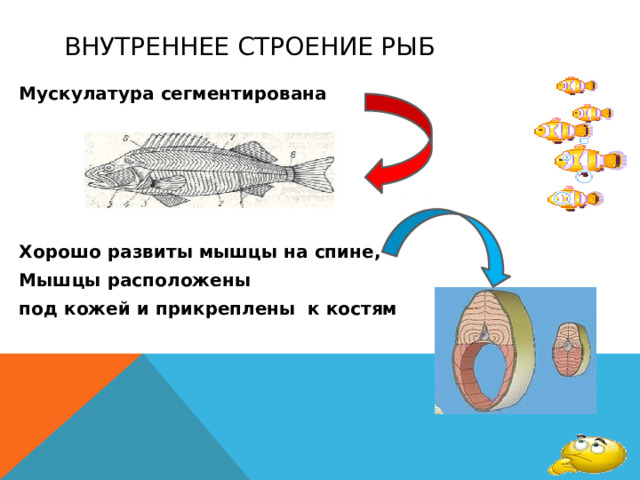 Внутреннее строение рыб Мускулатура сегментирована      Хорошо развиты мышцы на спине, Мышцы расположены под кожей и прикреплены к костям