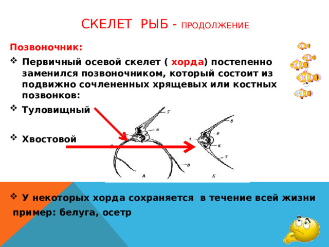 Скелет рыб - продолжение Позвоночник: Первичный осевой скелет ( хорда ) постепенно заменился позвоночником, который состоит из подвижно сочлененных хрящевых или костных позвонков: Туловищный  Хвостовой    У некоторых хорда сохраняется в течение всей жизни  пример: белуга, осетр