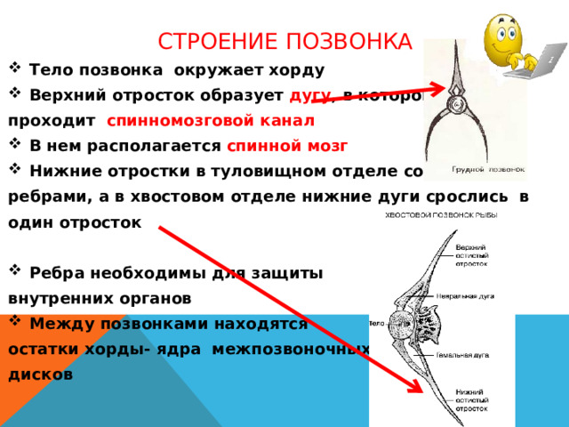 Строение позвонка Тело позвонка окружает хорду Верхний отросток образует дугу , в которой проходит спинномозговой канал В нем располагается спинной мозг Нижние отростки в туловищном отделе соединены с ребрами, а в хвостовом отделе нижние дуги срослись в один отросток  Ребра необходимы для защиты внутренних органов Между позвонками находятся остатки хорды- ядра межпозвоночных дисков