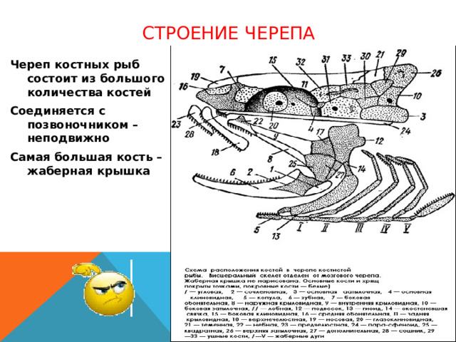 Строение черепа Череп костных рыб состоит из большого количества костей Соединяется с позвоночником – неподвижно Самая большая кость – жаберная крышка