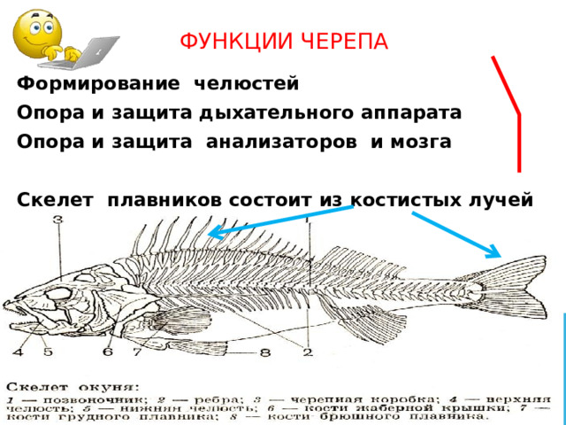 Функции черепа Формирование челюстей Опора и защита дыхательного аппарата Опора и защита анализаторов и мозга  Скелет плавников состоит из костистых лучей