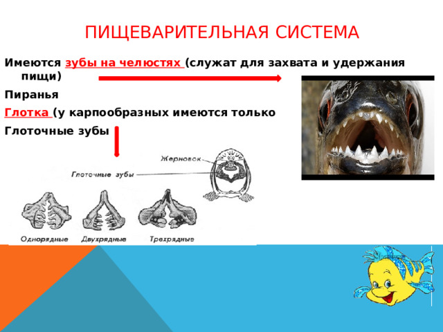 Пищеварительная система Имеются зубы на челюстях (служат для захвата и удержания пищи) Пиранья Глотка (у карпообразных имеются только Глоточные зубы