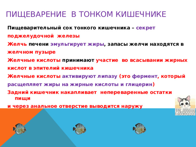 Пищеварение в тонком кишечнике Пищеварительный сок тонкого кишечника – секрет поджелудочной железы Желчь печени эмульгирует жиры , запасы желчи находятся в желчном пузыре Желчные кислоты принимают участие во всасывании жирных кислот в эпителий кишечника Желчные кислоты активируют липазу (это фермент , который расщепляет жиры на жирные кислоты и глицерин ) Задний кишечник накапливает непереваренные остатки пищи и через анальное отверстие выводится наружу