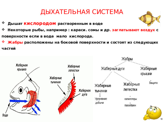 Дыхательная система Дышат кислородом растворенным в воде Некоторые рыбы, например : караси. сомы и др . заглатывают воздух с поверхности если в воде мало кислорода. Жабры расположены на боковой поверхности и состоят из следующих частей