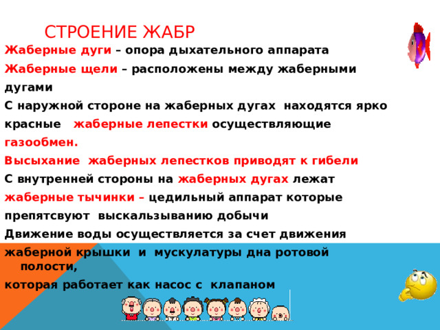 Строение жабр Жаберные дуги – опора дыхательного аппарата Жаберные щели – расположены между жаберными дугами С наружной стороне на жаберных дугах находятся ярко красные жаберные лепестки осуществляющие газообмен. Высыхание жаберных лепестков приводят к гибели С внутренней стороны на жаберных дугах лежат жаберные тычинки – цедильный аппарат которые препятсвуют выскальзыванию добычи Движение воды осуществляется за счет движения жаберной крышки и мускулатуры дна ротовой полости, которая работает как насос с клапаном