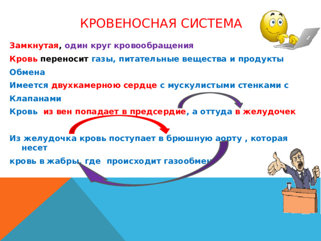 Кровеносная система Замкнутая , один круг кровообращения Кровь переносит газы, питательные вещества и продукты Обмена Имеется двухкамерною сердце с мускулистыми стенками с Клапанами Кровь из вен попадает в предсердие , а оттуда в желудочек  Из желудочка кровь поступает в брюшную аорту , которая несет кровь в жабры, где происходит газообмен