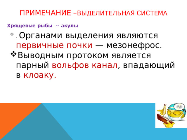 Примечание – выделительная система Хрящевые рыбы -- акулы