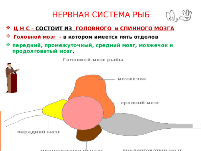 НЕРВНАЯ СИСТЕМА РЫБ