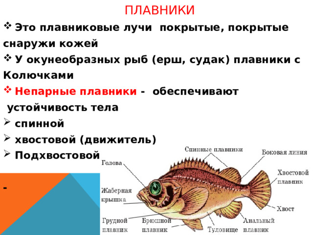 Плавники Это плавниковые лучи покрытые, покрытые снаружи кожей У окунеобразных рыб (ерш, судак) плавники с Колючками Непарные плавники - обеспечивают  устойчивость тела спинной хвостовой (движитель) Подхвостовой  -