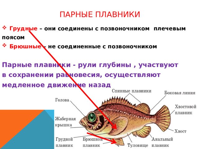 парные плавники Грудные – они соединены с позвоночником плечевым поясом Брюшные – не соединенные с позвоночником  Парные плавники - рули глубины , участвуют в сохранении равновесия, осуществляют медленное движение назад