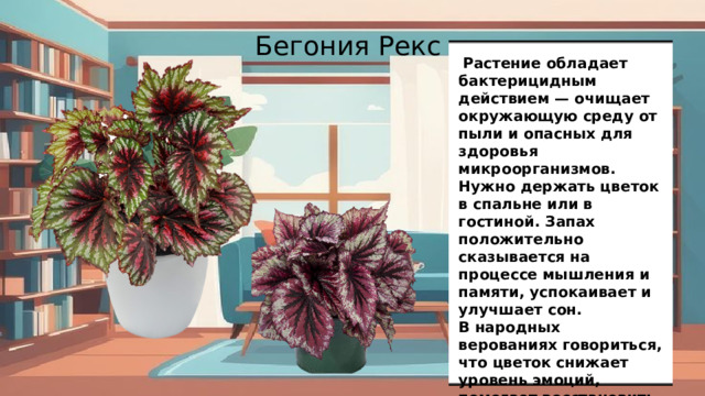 Бегония Рекс  Растение обладает бактерицидным действием — очищает окружающую среду от пыли и опасных для здоровья микроорганизмов. Нужно держать цветок в спальне или в гостиной. Запах положительно сказывается на процессе мышления и памяти, успокаивает и улучшает сон.  В народных верованиях говориться, что цветок снижает уровень эмоций, помогает восстановить в доме равновесие, обещает гармонию и мир.