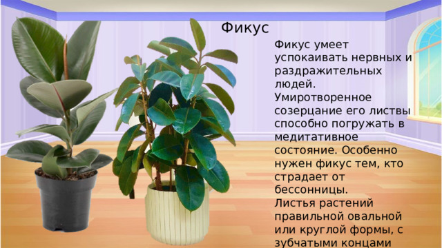Фикус Фикус умеет успокаивать нервных и раздражительных людей. Умиротворенное созерцание его листвы способно погружать в медитативное состояние. Особенно нужен фикус тем, кто страдает от бессонницы. Листья растений правильной овальной или круглой формы, с зубчатыми концами