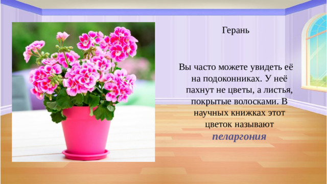 Герань Вы часто можете увидеть её на подоконниках. У неё пахнут не цветы, а листья, покрытые волосками. В научных книжках этот цветок называют пеларгония