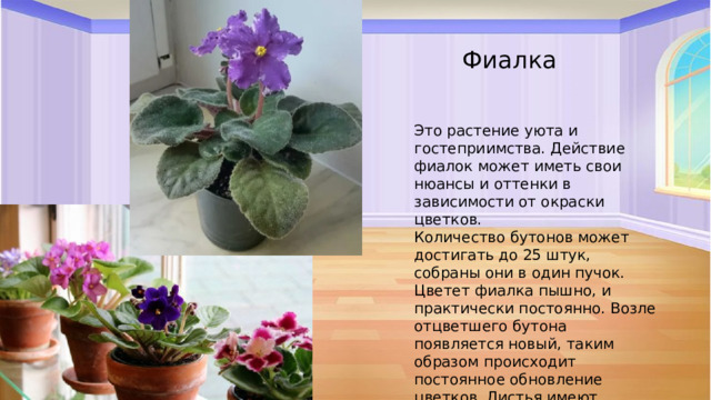 Фиалка Это растение уюта и гостеприимства. Действие фиалок может иметь свои нюансы и оттенки в зависимости от окраски цветков. Количество бутонов может достигать до 25 штук, собраны они в один пучок. Цветет фиалка пышно, и практически постоянно. Возле отцветшего бутона появляется новый, таким образом происходит постоянное обновление цветков. Листья имеют овальную форму и покрыты ворсинками.