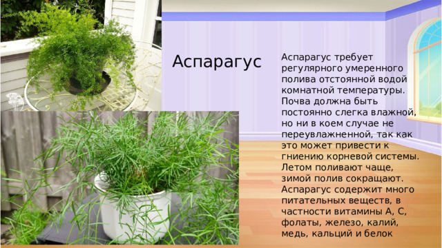 Аспарагус Аспарагус требует регулярного умеренного полива отстоянной водой комнатной температуры. Почва должна быть постоянно слегка влажной, но ни в коем случае не переувлажненной, так как это может привести к гниению корневой системы. Летом поливают чаще, зимой полив сокращают. Аспарагус содержит много питательных веществ, в частности витамины A, C, фолаты, железо, калий, медь, кальций и белок