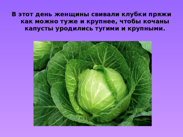 В этот день женщины свивали клубки пряжи как можно туже и крупнее, чтобы кочаны капусты уродились тугими и крупными.