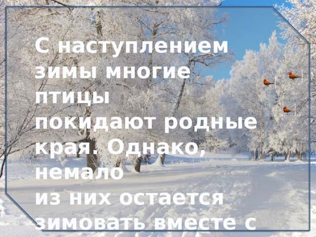 С наступлением зимы многие птицы покидают родные края. Однако, немало из них остается зимовать вместе с нами…