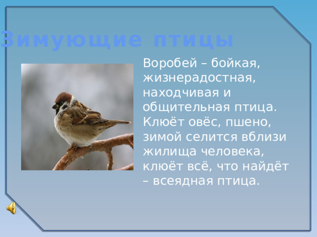 Зимующие птицы Воробей – бойкая, жизнерадостная, находчивая и общительная птица. Клюёт овёс, пшено, зимой селится вблизи жилища человека, клюёт всё, что найдёт – всеядная птица.