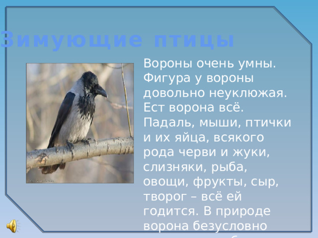 Зимующие птицы Вороны очень умны. Фигура у вороны довольно неуклюжая. Ест ворона всё. Падаль, мыши, птички и их яйца, всякого рода черви и жуки, слизняки, рыба, овощи, фрукты, сыр, творог – всё ей годится. В природе ворона безусловно полезна, но вблизи человеческого жилья становится воровкой.