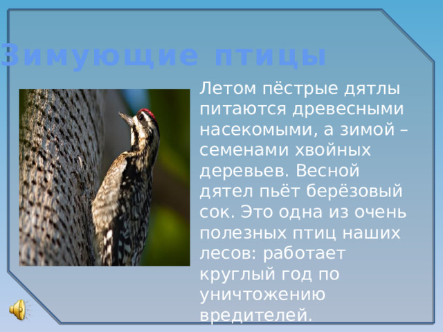 Зимующие птицы Летом пёстрые дятлы питаются древесными насекомыми, а зимой – семенами хвойных деревьев. Весной дятел пьёт берёзовый сок. Это одна из очень полезных птиц наших лесов: работает круглый год по уничтожению вредителей.