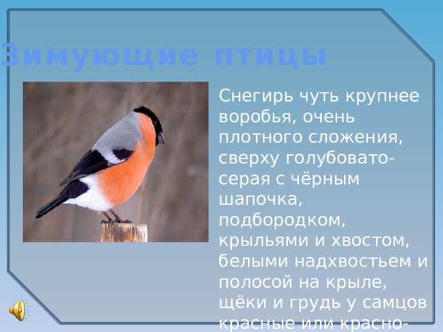 Зимующие птицы Снегирь чуть крупнее воробья, очень плотного сложения, сверху голубовато-серая с чёрным шапочка, подбородком, крыльями и хвостом, белыми надхвостьем и полосой на крыле, щёки и грудь у самцов красные или красно-розовые.