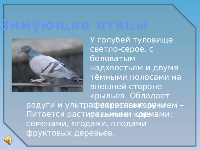 Зимующие птицы У голубей туловище светло-серое, с беловатым надхвостьем и двумя тёмными полосами на внешней стороне крыльев. Обладает прекрасным зрением – различает цвета радуги и ультрафиолетовые лучи. Питается растительными кормами: семенами, ягодами, плодами фруктовых деревьев.