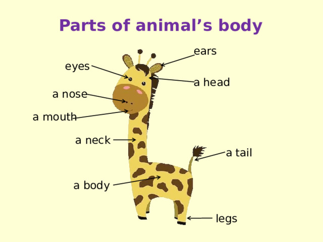 Parts of animal’s body ears eyes a head a nose a mouth a neck a tail a body legs