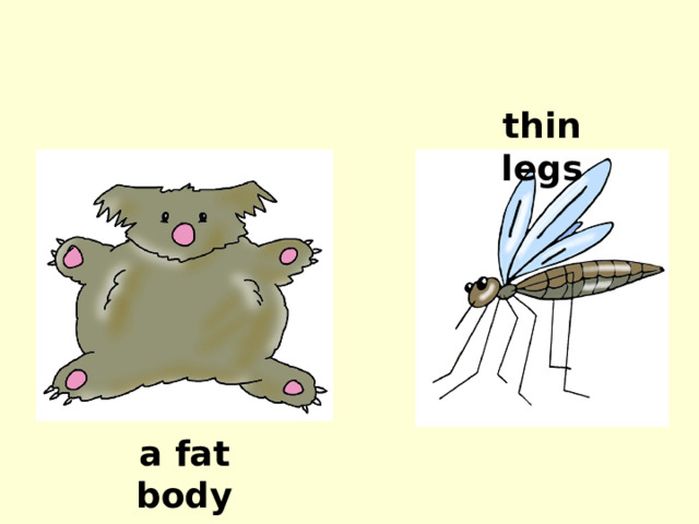 thin legs a fat body