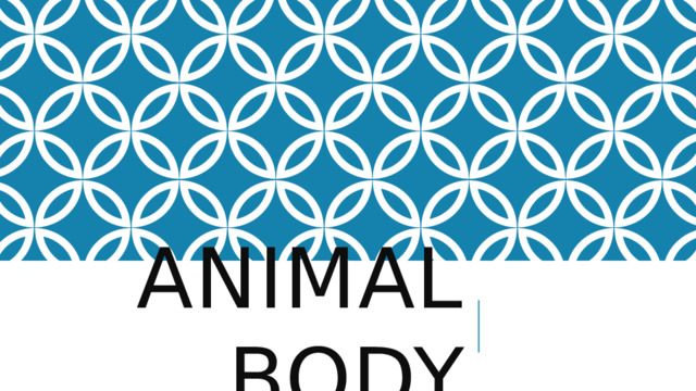 Animal Body