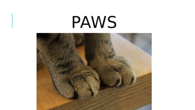 paws