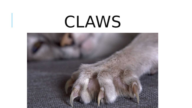 claws