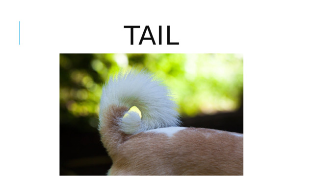 Tail