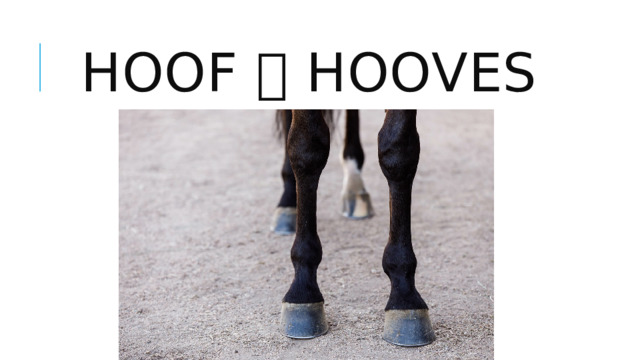 Hoof  hooves