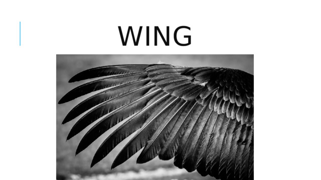 wing