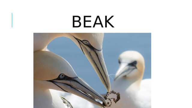 beak