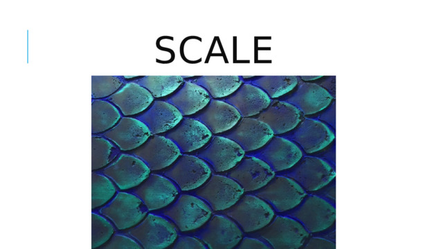 scale